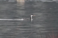 Aechmophorus occidentalis