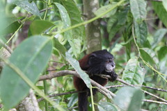 Saguinus fuscicollis