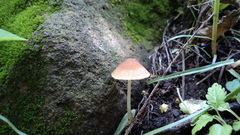 Agaricales