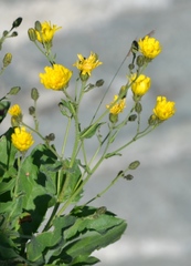 Hieracium amplexicaule