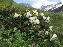 Rhododendron caucasicum