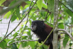 Saguinus fuscicollis