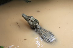 Paleosuchus trigonatus