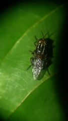 Cyphomyia marginata