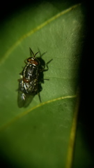 Cyphomyia marginata