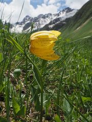 Fritillaria collina