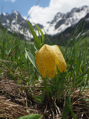 Fritillaria collina