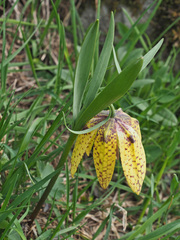 Fritillaria collina