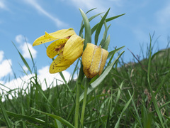 Fritillaria collina