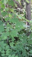 Acer pseudoplatanus