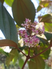 Miconia caudata