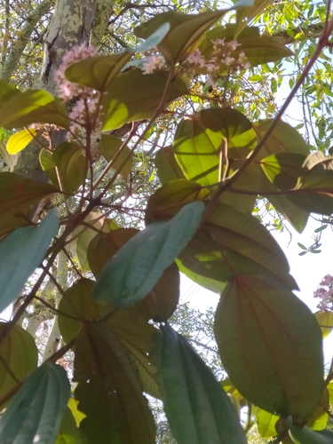 Miconia caudata, photograph 2
