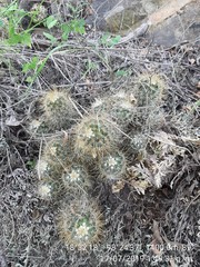 Mammillaria magnifica