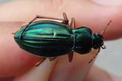 Carabus auratus