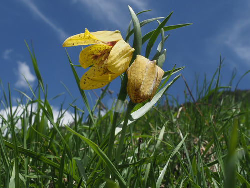 Fritillaria collina