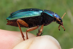 Carabus auratus