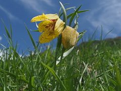 Fritillaria collina
