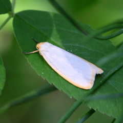 Cybosia mesomella