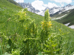 Pedicularis condensata