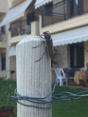 Hesperophanes sericeus