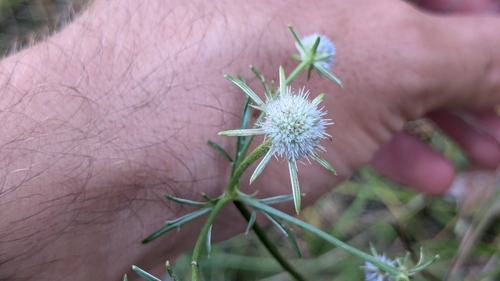 Image of Eryngium ludovicianum by (c) Joseph Aubert, some rights reserved (CC BY)