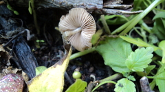 Agaricales
