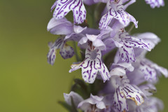 Dactylorhiza saccifera