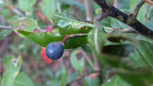 Image of Tamala borbonia by (c) Joseph Aubert, some rights reserved (CC BY)