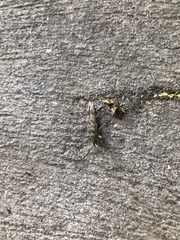 Elytrimitatrix undata