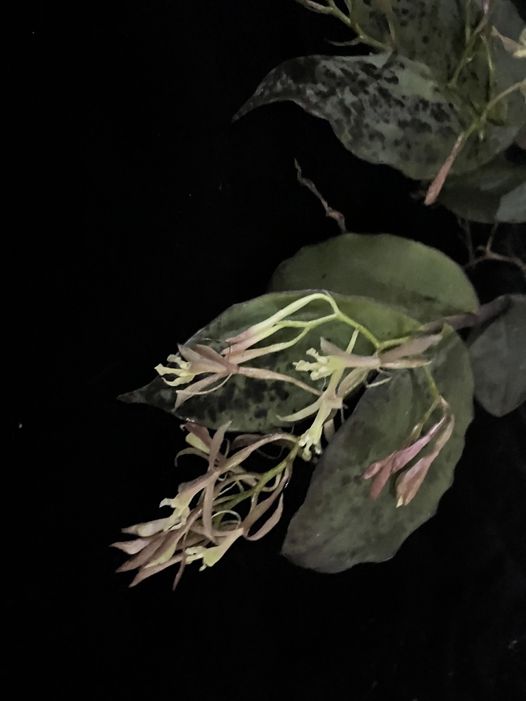 Epidendrum amplexirisaraldense Hágsater & E.Santiago