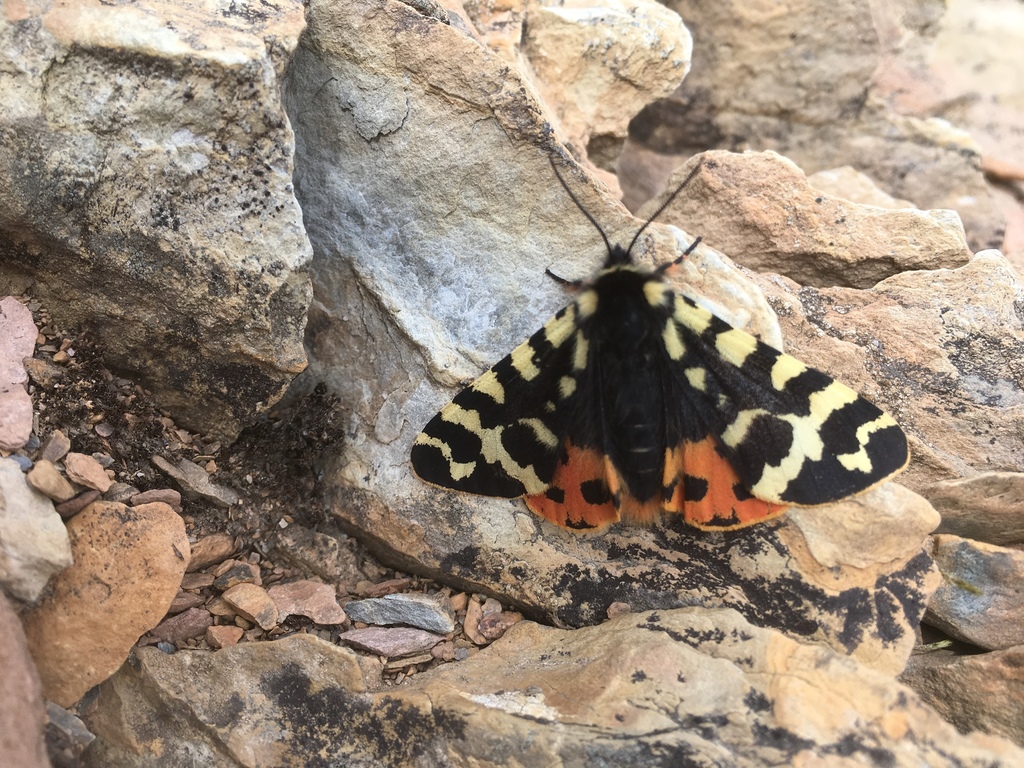 Mountain Tiger Moth