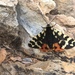 Mountain Tiger Moth - Photo (c) deannicholson, some rights reserved (CC BY-NC)