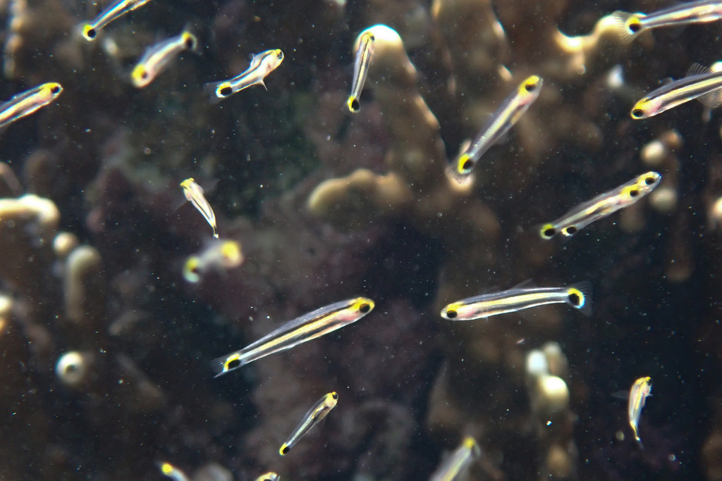 New Guinea Mini Dartgoby