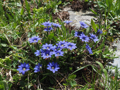 Gentiana dshimilensis