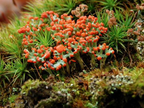 British soldier lichen (Cladonia cristatella)