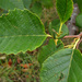 Alnus rubra - Photo (c) Mike Patterson,  זכויות יוצרים חלקיות (CC BY-NC), הועלה על ידי Mike Patterson