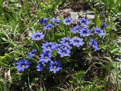 Gentiana dshimilensis