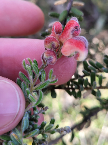 Alpine grevilliea (Grevillea alpina)