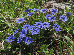 Gentiana dshimilensis