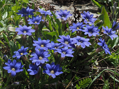 Gentiana dshimilensis