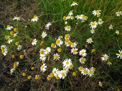 Tripleurospermum inodorum