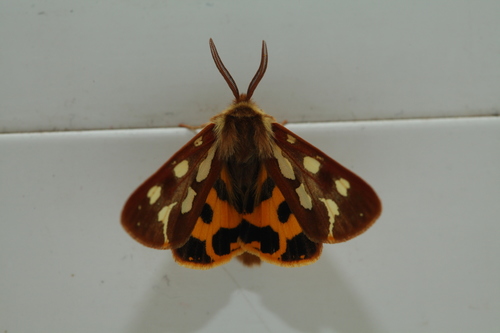 Arctia aulica