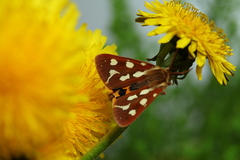 Arctia aulica