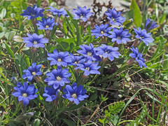 Gentiana dshimilensis
