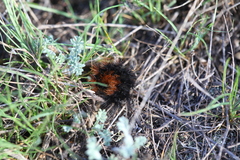 Arctia aulica