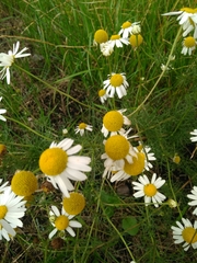 Tripleurospermum inodorum