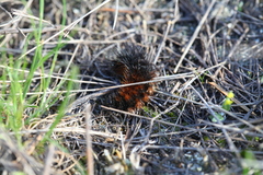 Arctia aulica