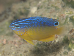 Bintan Damselfish photo 5