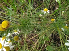 Tripleurospermum inodorum