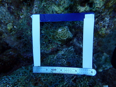Agaricia humilis